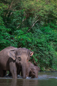 View of elephant in lake