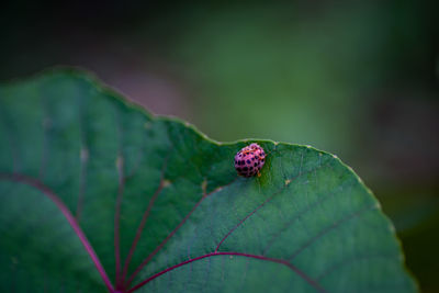 Close-up of ladybug on leaf