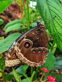 Close-up of butterfly on leaves