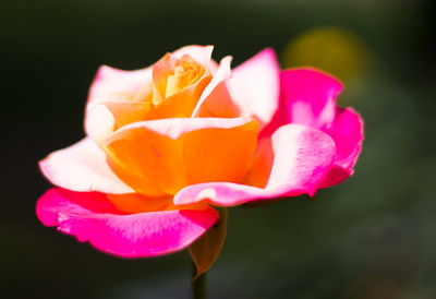 Close-up of flower blooming outdoors