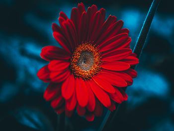 Close-up of a flower