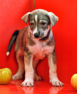 Portrait of puppy on red ball