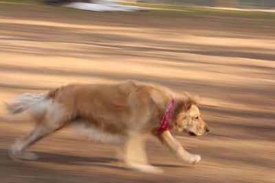 Blurred motion of dog running on field