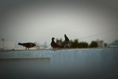 Bird perching on wall