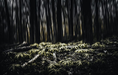 Close-up of plants growing on land