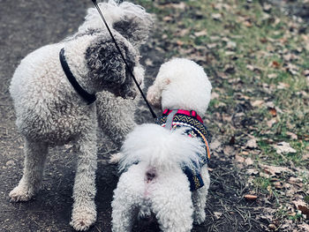 Dogs on field