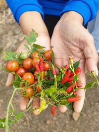 Midsection of man picking fruit