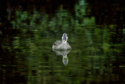 Duck swimming in a lake