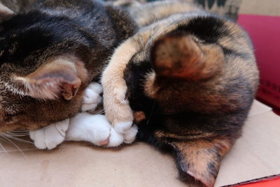 Close-up of cat sleeping