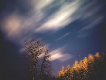 Low angle view of trees against sky at night