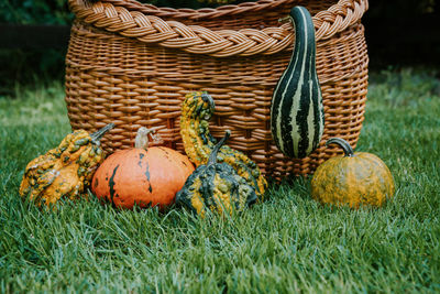Pumpkins with basket on grassy field