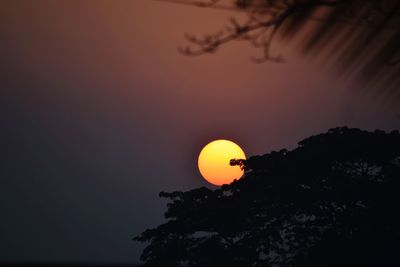 Low angle view of silhouette tree against sky during sunset