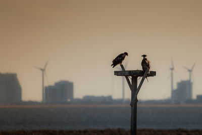 Two juvenile bald eagles perched on an osprey platform with the atlantic city skyline behind them