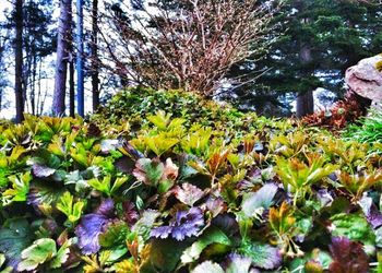 Plants growing on tree