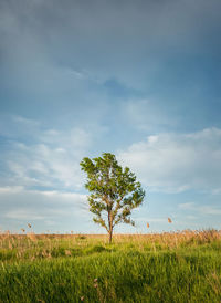 Tree on field against sky