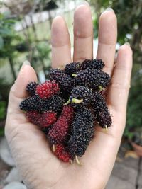 Close-up of hand holding strawberries