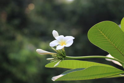 Close-up of white flowering plant