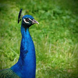 Close-up of peacock