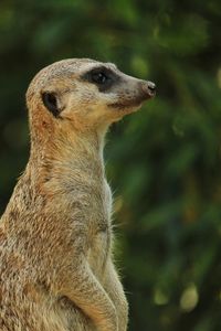 Close-up of giraffe