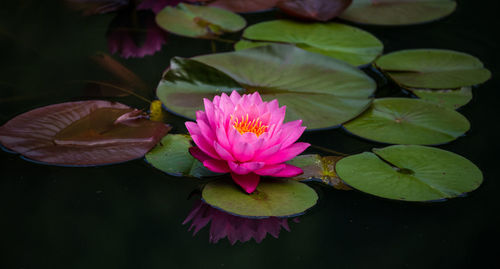 Close-up of lotus water lily in pond