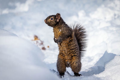 Squirrel on snow covered land