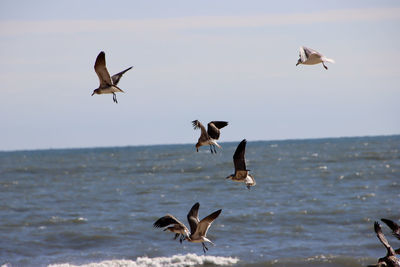 Low angle view of seagulls flying over sea