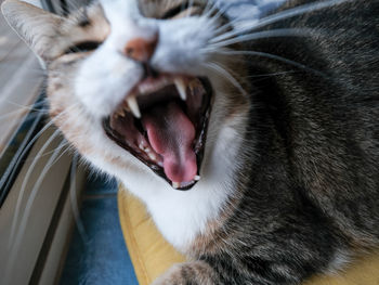 Close-up of cat yawning