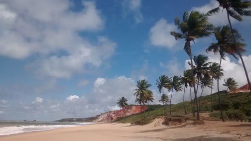 Palm trees on beach