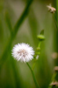 Close-up of dandelion flower