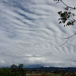 Low angle view of trees against sky