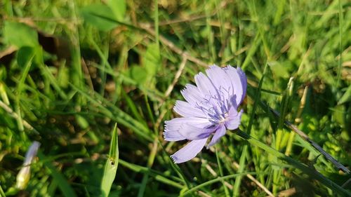 Close-up of purple flower blooming on field