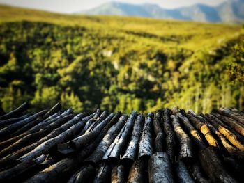 Stack of wood outdoors