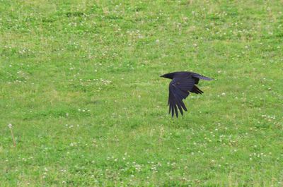 Black bird flying over grass