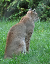 Full length of a cat