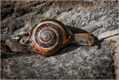 Close-up of snail on rock