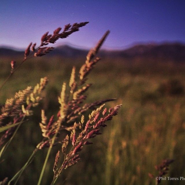 growth, focus on foreground, plant, nature, close-up, tranquility, field, beauty in nature, sky, stem, selective focus, clear sky, growing, tranquil scene, landscape, outdoors, scenics, no people, rural scene, dusk