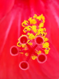 Close-up of red hibiscus flower