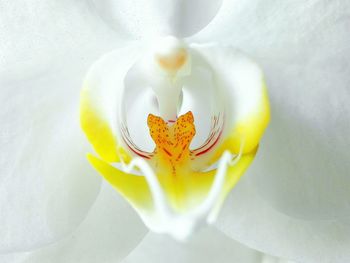 Close-up of fresh white flower
