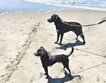 Dog standing on beach