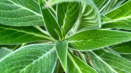 Full frame shot of green leaf