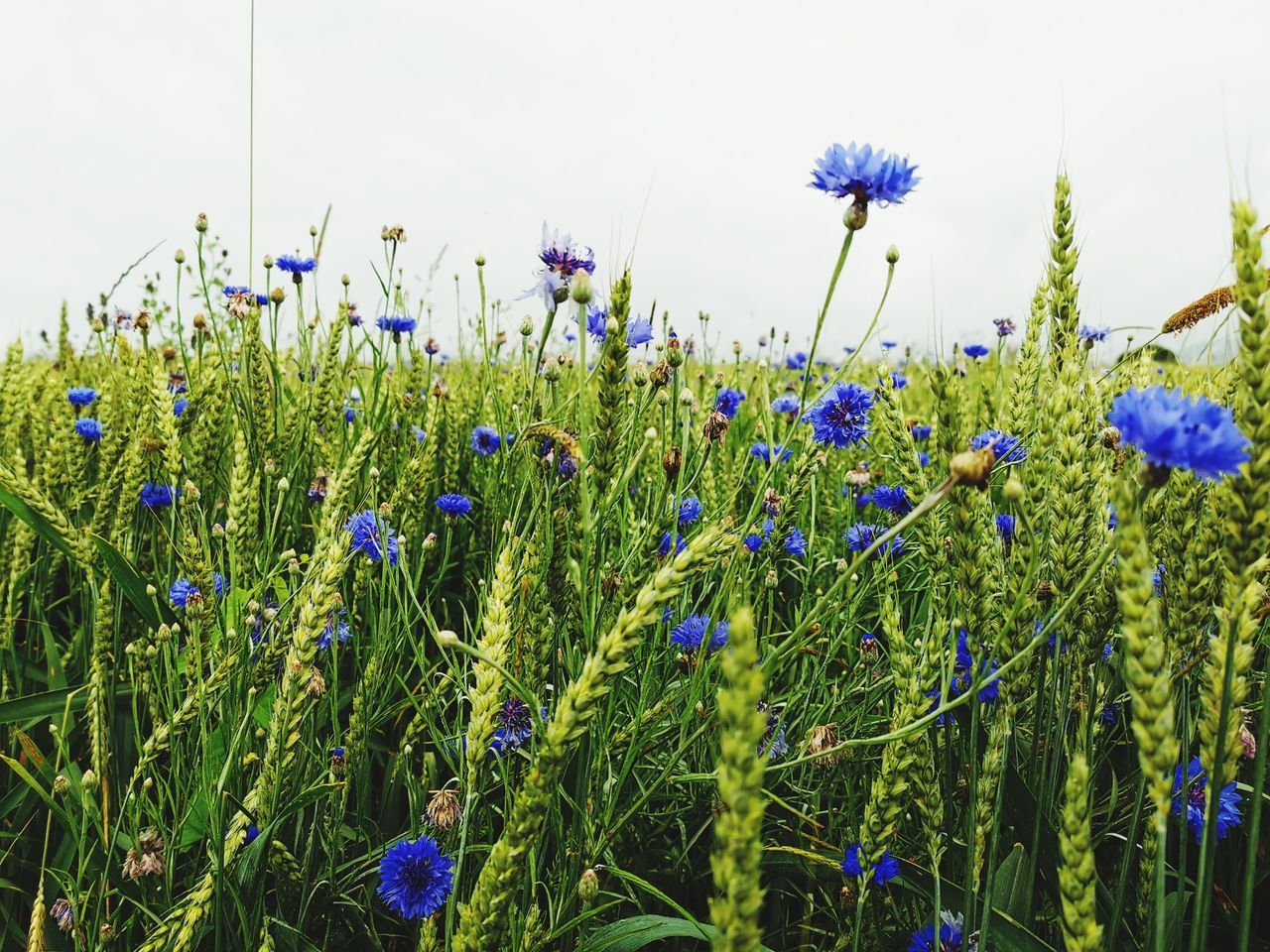 CLOSE-UP OF FLOWERING PLANTS ON FIELD