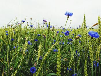 Close-up of purple flowering plants on field