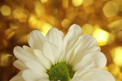 Close-up of white flower blooming outdoors