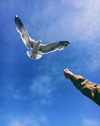 Low angle view of seagull flying against blue sky