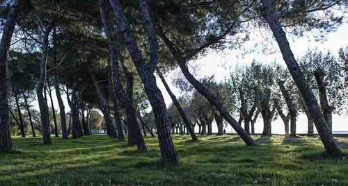 Trees on grass against sky