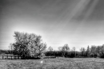 Trees on field against sky during winter