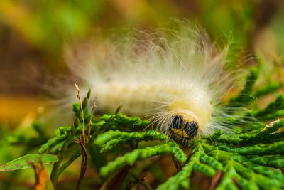 Close-up of caterpillar on plant