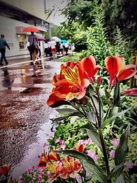 View of flowers in street