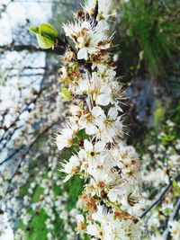 Close-up of white flowers