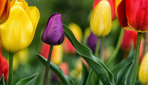 Close-up of purple tulips blooming outdoors